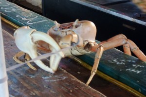 Bahamian Land Crab