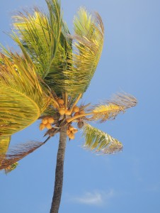 Bahamian Coconuts
